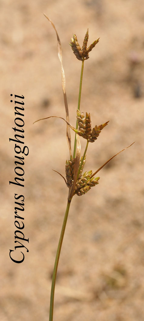 Inflorescence of Cyperus houghtonii