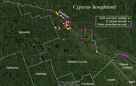 An occurrence map of Cyperus houghtonii in Renfrew County