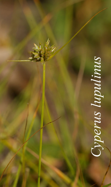 Inflorescence of Cyperus lupulinus