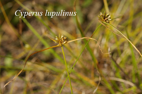 Inflorescences of Cyperus lupulinus