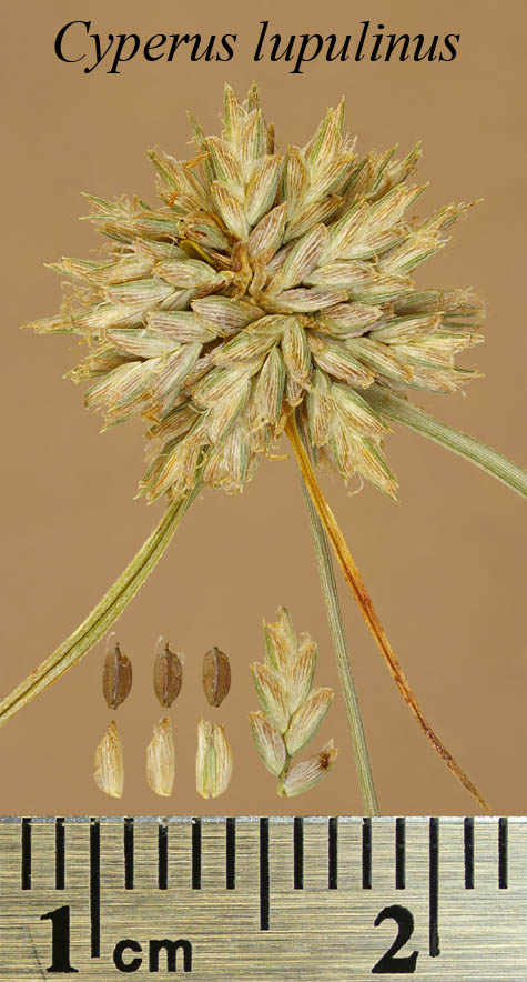 Inflorescence, spikelet, achenes and scales of Cyperus lupulinus