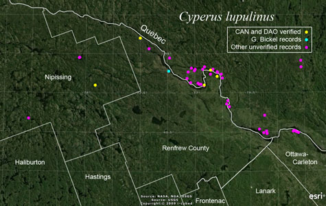 An occurrence map of Cyperus lupulinus in Renfrew County