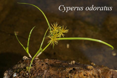 Cyperus odoratus in nature