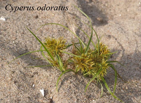 Cyperus odoratus in nature