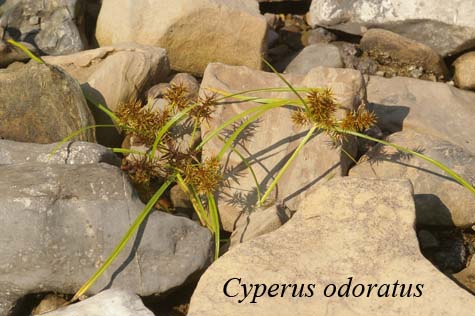 Cyperus odoratus in nature