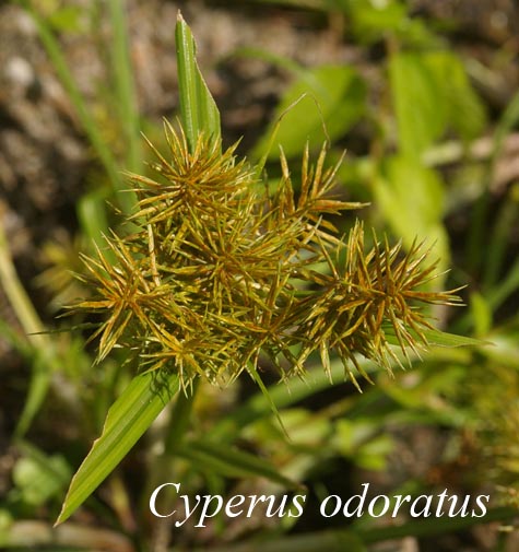 Inflorescence of Cyperus odoratus