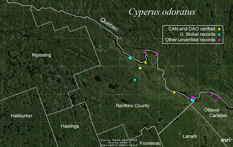 An occurrence map of Cyperus odoratus in Renfrew County