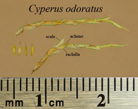 Spikelets and achenes of Cyperus odoratus
