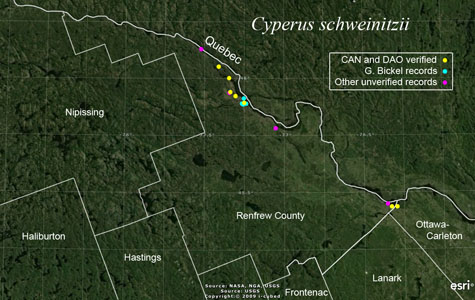 An occurrence map of Cyperus schweinitzii in Renfrew County