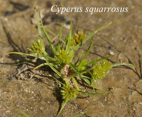 Cyperus squarrosus in nature