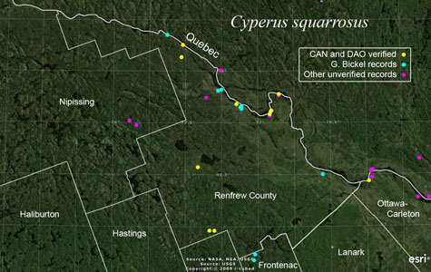 An occurrence map of Cyperus squarrosus in Renfrew County
