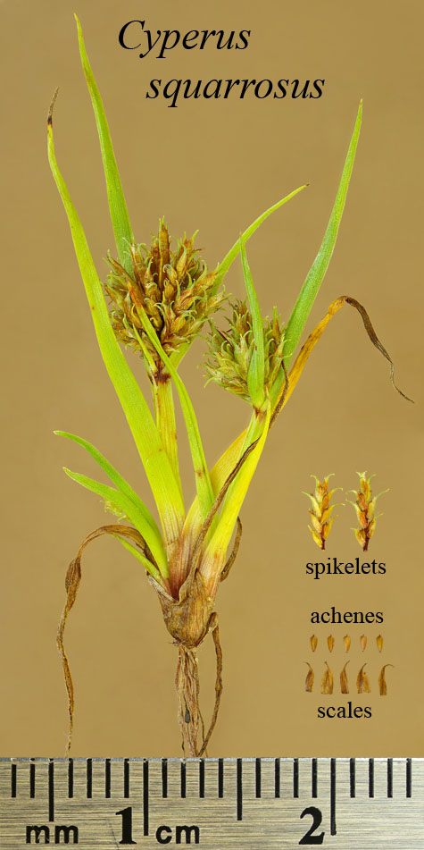 Whole plant, spikelets, achenes and scales of Cyperus squarrosus