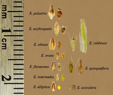 Comparison of achenes and scales in Eleocharis