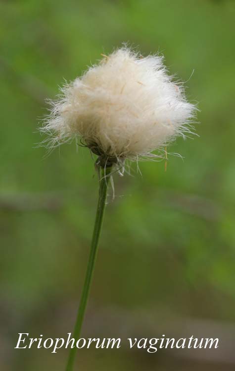 Inflorescence of Eriophorum vaginatum
