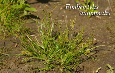Habit of Fimbristylis autumnalis