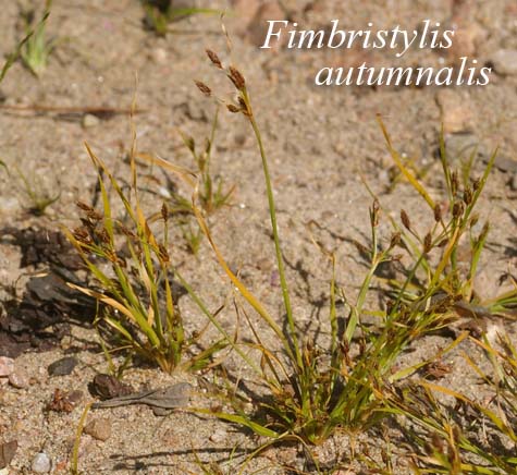 Habit of Fimbristylis autumnalis