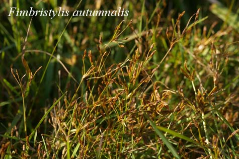 Habit of Fimbristylis autumnalis