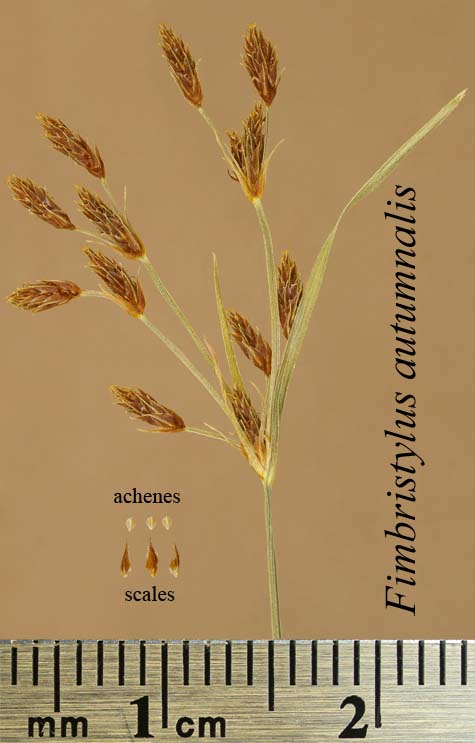Spikelet, achenes and scales of Fimbristylis autumnalis