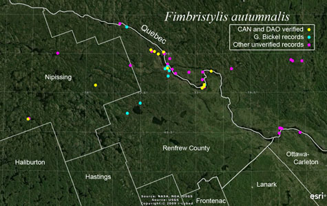 An occurrence map of Fimbristylis autumnalis in Renfrew County