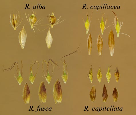 Comparison of achenes and scales in Rhynchospora
