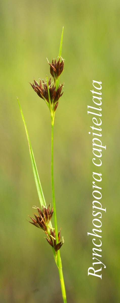 Inflorescence of Rhynchospora alba