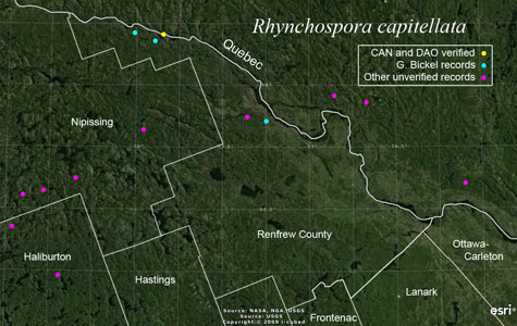 An occurrence map of Rhynchospora capitellata in Renfrew County