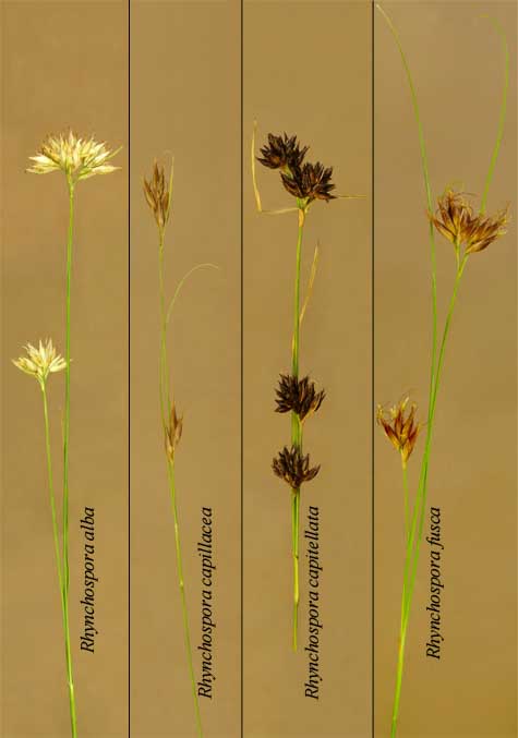 Inflorescences of Rhynchospora alba, Rhynchospora capillacea, Rhynchospora capitellata and Rhynchospora fusca