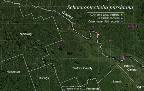 An occurrence map of Schoenoplectiella purshiana in Renfrew County