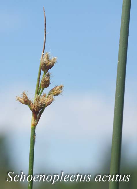 Inflorescence of Schoenoplectus acutus
