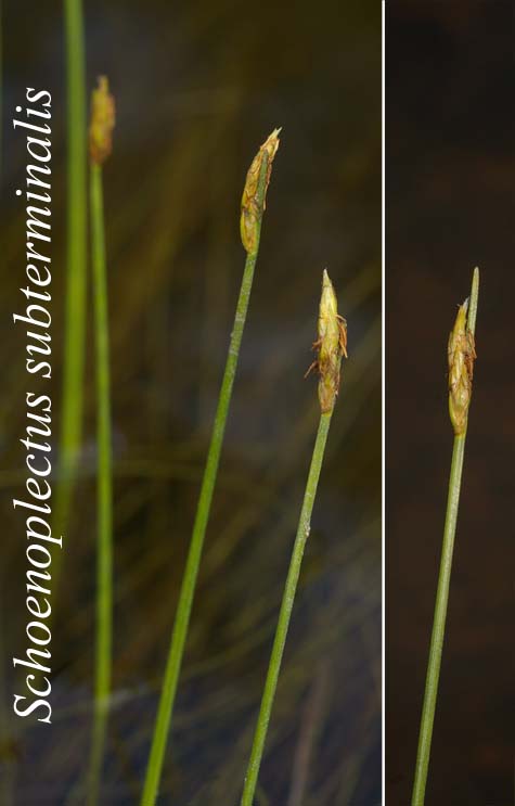 Spikes of Schoenoplectus subterminalis