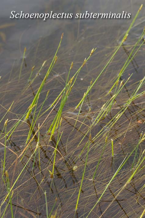 Spikes and submerged leaves of Schoenoplectus subterminalis