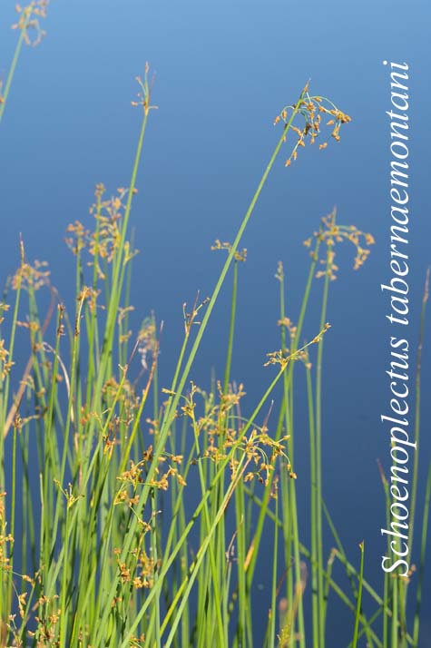 Habit of S. tabernaemontani