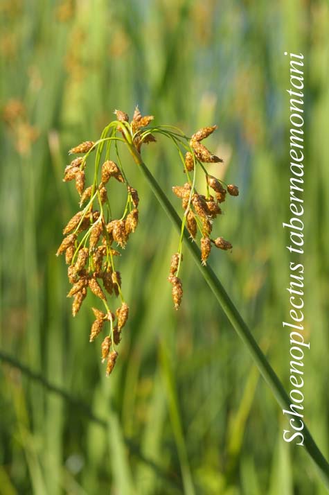 Inflorescence of S. tabernaemontani