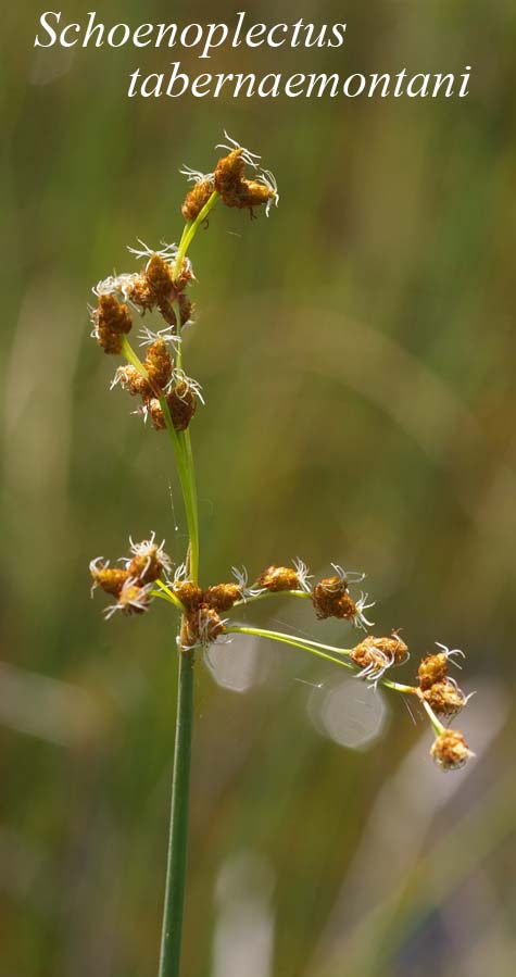 Inflorescence of S. tabernaemontani