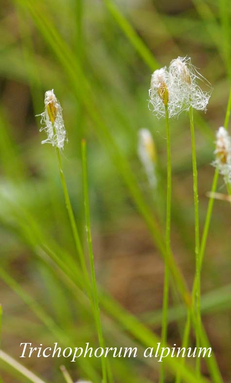 Trichophorum alpinum in nature