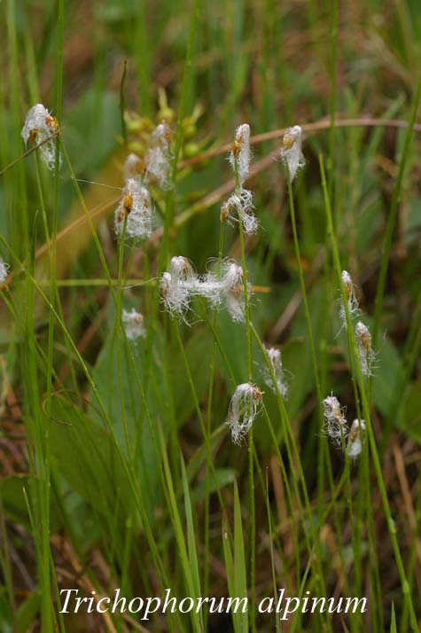 Inflorescences of Trichophorum alpinum