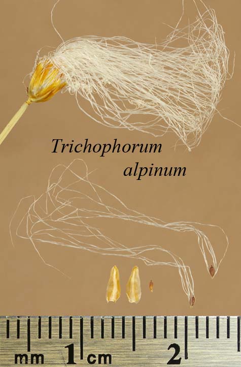 Inflorescence with achenes, perianth bristles and scales of Trichophorum alpinum